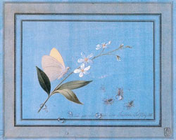Цветок, бабочка и мухи (Ф.П. Толстой)