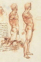 Анатомический рисунок сангиной